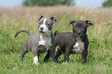 AMSTAFF  PUPPIES 251